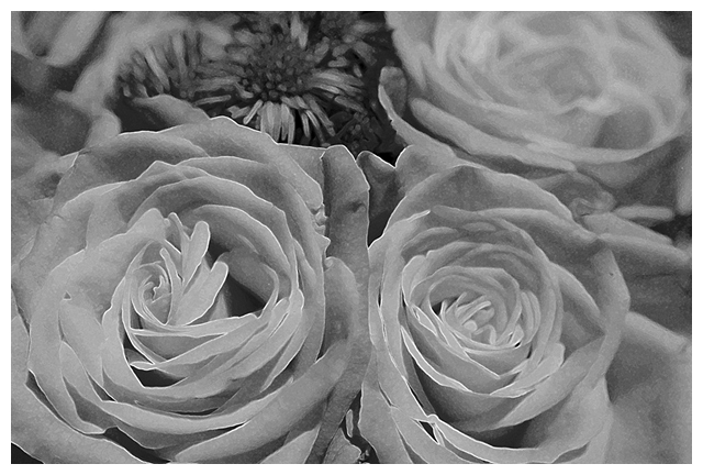 Day 10: A Rose Is A Rose