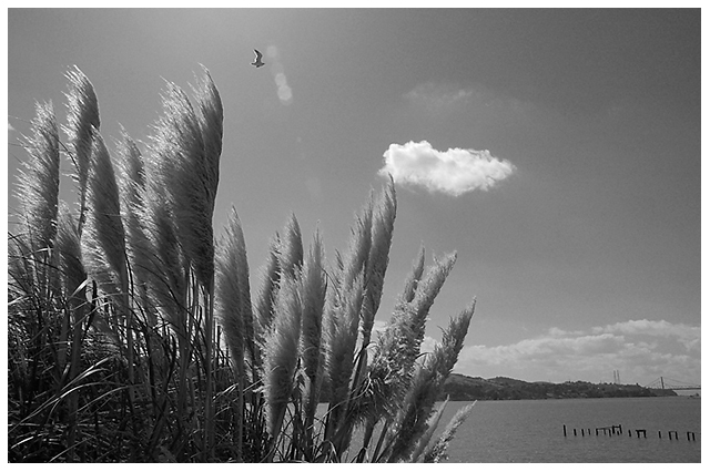 Day 13: Cattails