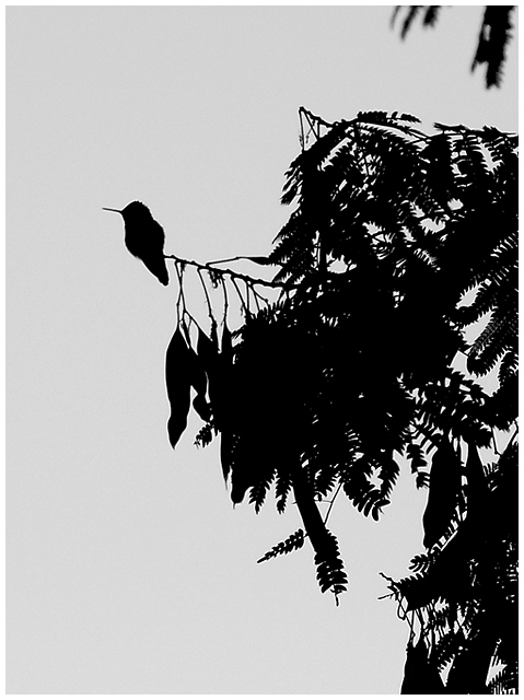 Day 25: Humming Along