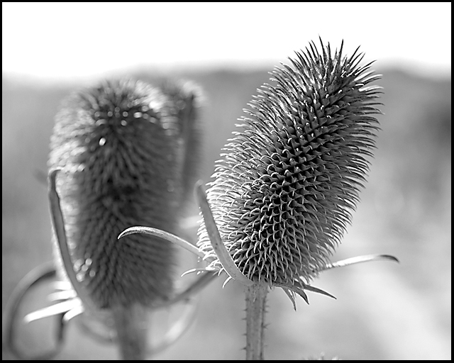Day 30: Thistle