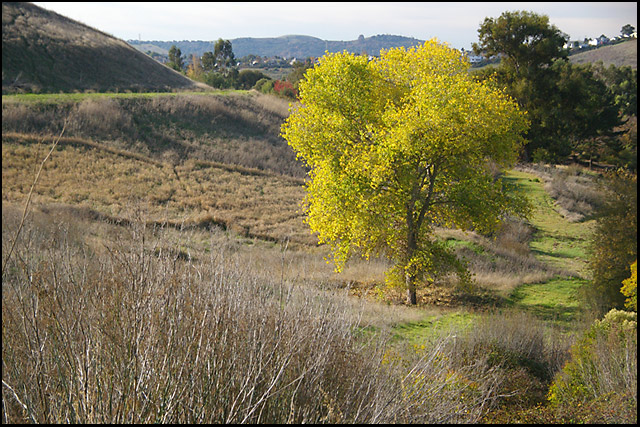 IMGP8884-tree-640.jpg