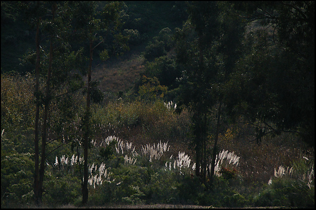 IMGP8923-grassy-light-640.jpg