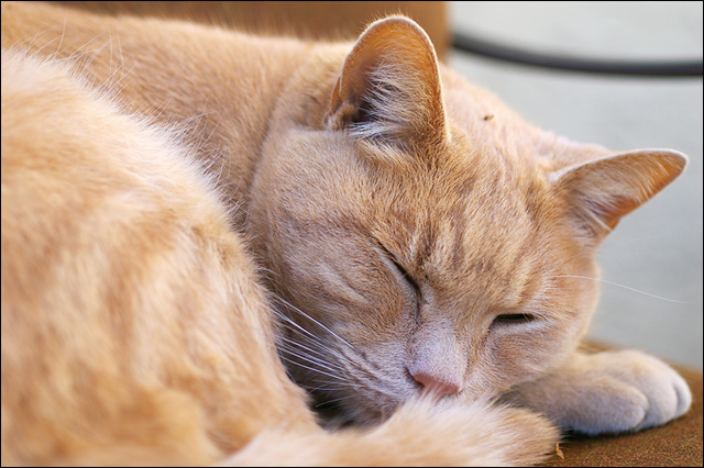 IMGP8962---cooper.jpg