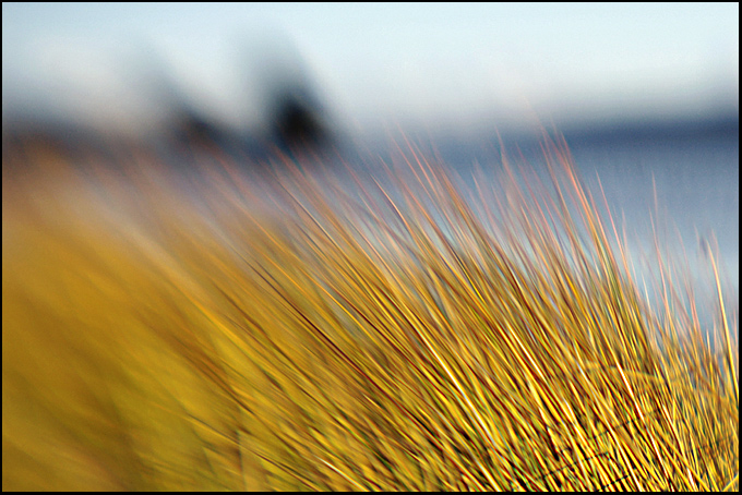 Golden Grass