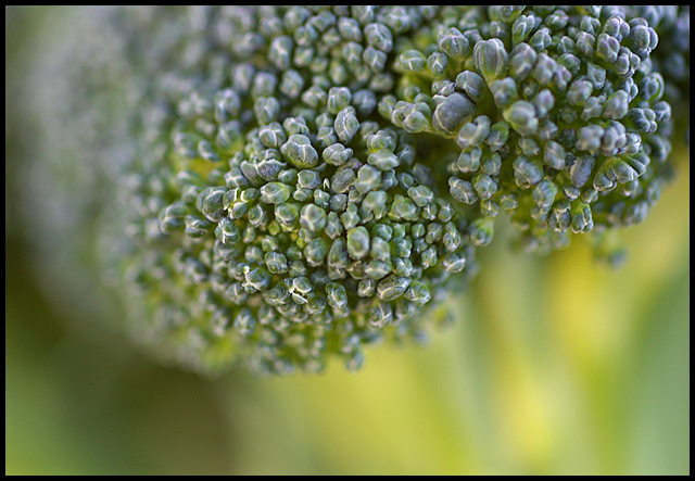 Day 17: Broccoli