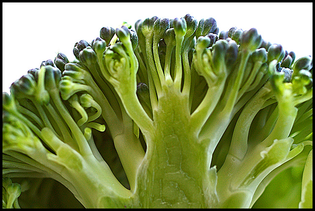 Day 18: Broccoli No. 2