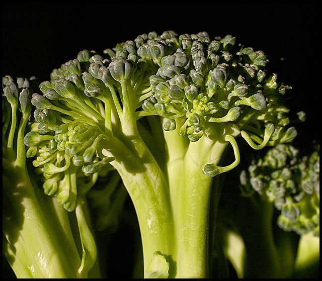 Day 19: Broccoli No. 3