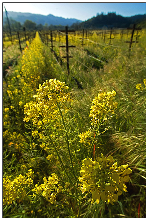 Mustard Grass