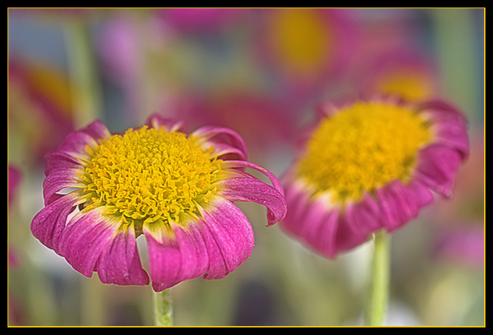 Day 27: Easter Flowers