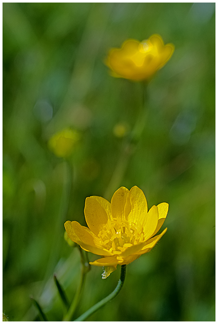 Day 28: More Bokeh Fun