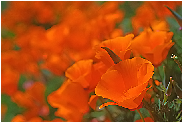 Day 30: Poppy Bokeh!