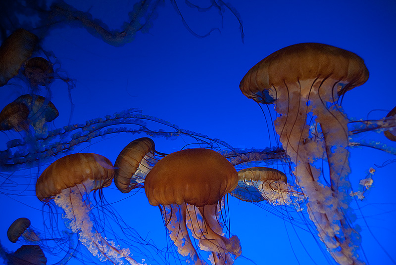 Jelly2-IMGP-0585-800