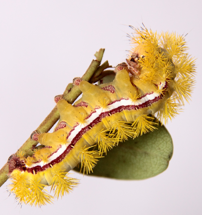Yellow-Catapillar2_web