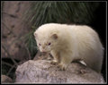 Fred the Ferret