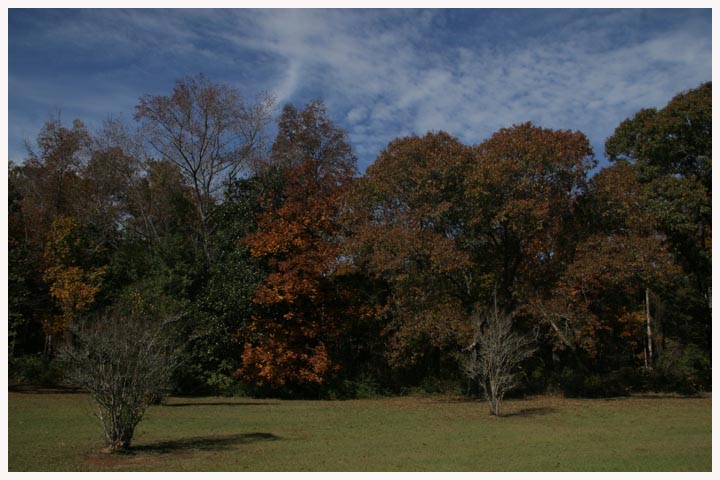 Fall Foliage Original