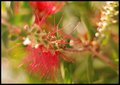 bottle brush macro