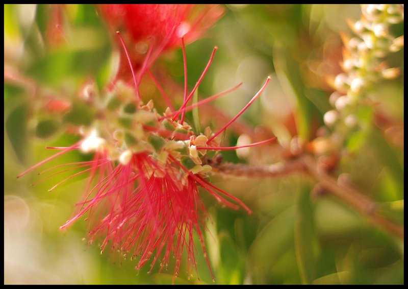 bottle brush macro
