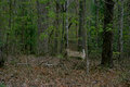 My-Deer-2.jpg