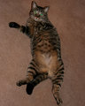 Hercules 3