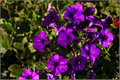 Petunias
