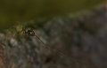 Along Came A Spider Edited