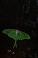 CREEPY Luna Moth