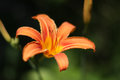 Pixie Lily No Edit