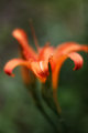 Pixie Lily