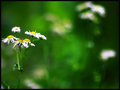 Crystal Flowers
