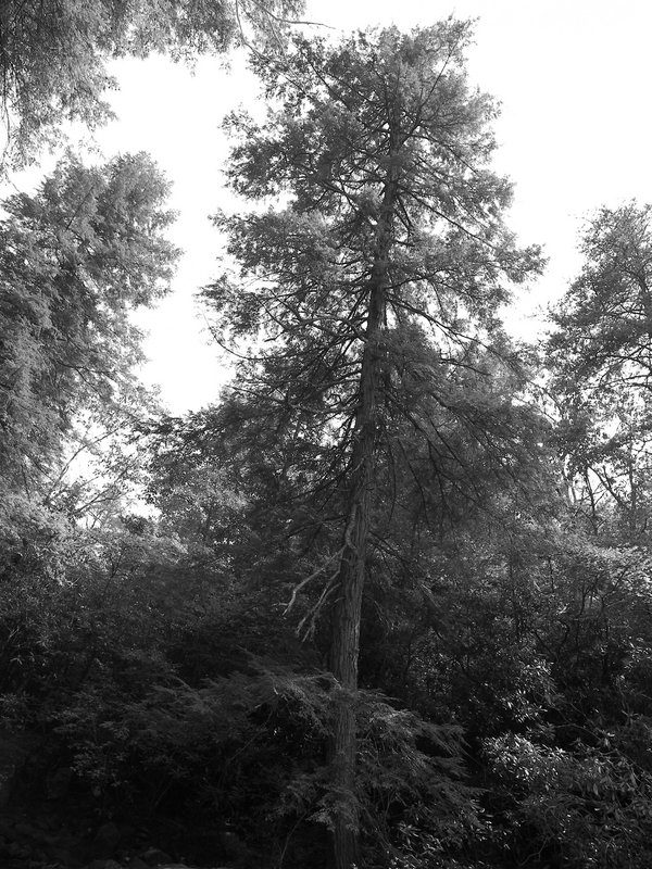 Ancients in the Woods