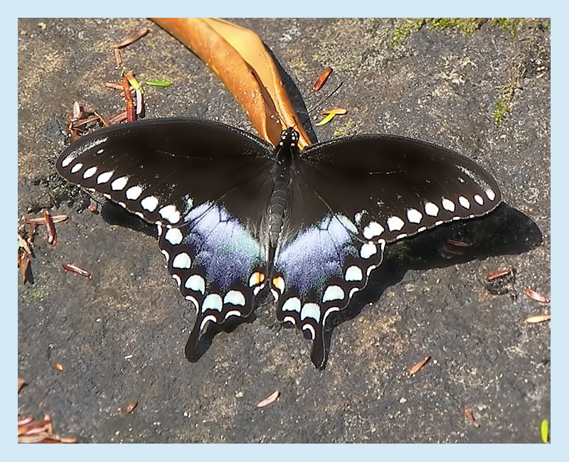 Butterfly in Blue