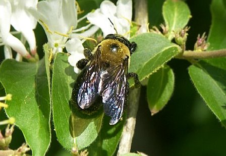 Bumblebee