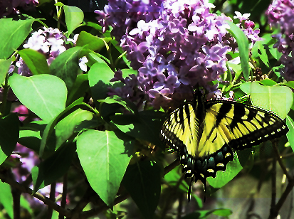 Butterfly On Lilac