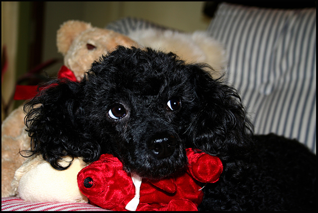 Alice the Dog 3