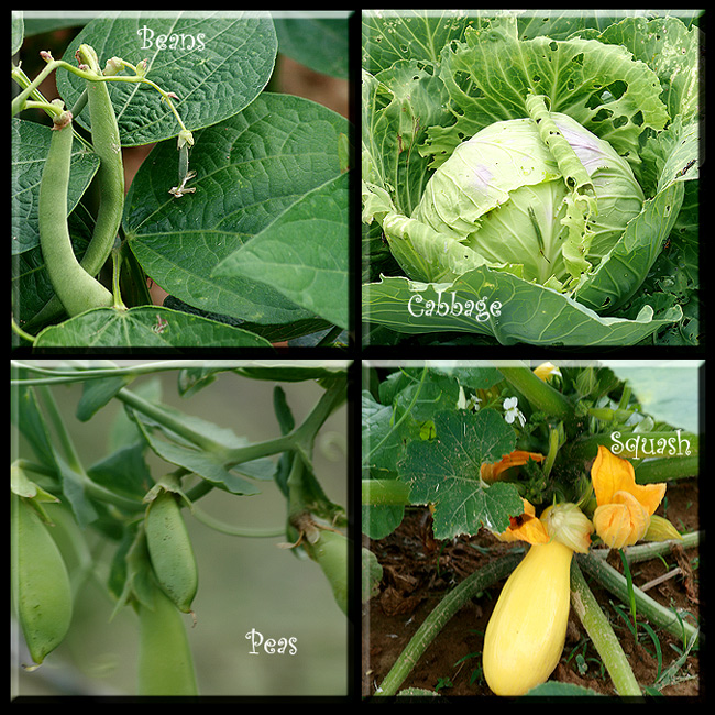 Day 7 Vegetable Medley