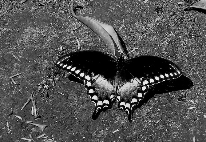 Day 8 Flutterby