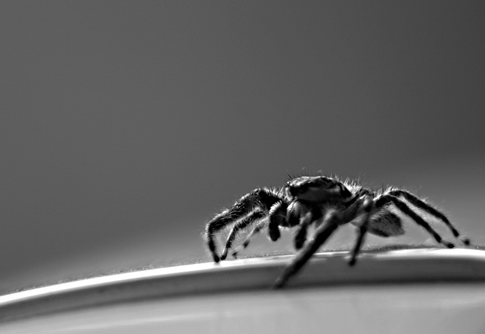 Day 15 The Itsy Bitsy Spider