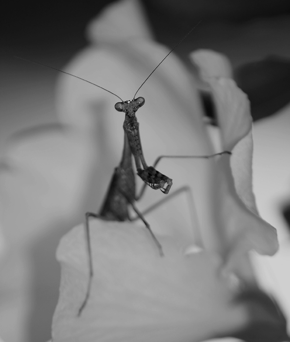 Day 20 Mabel the Mantis