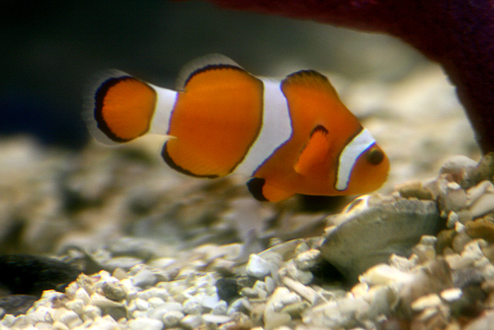 NEMO.jpg
