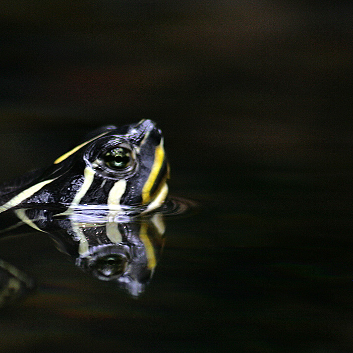 turtlehead1.jpg