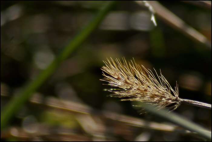 Wheat