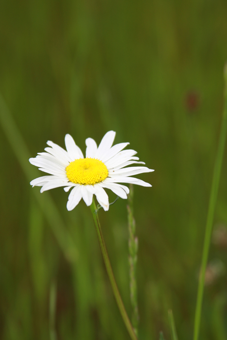 Daisy No Edit