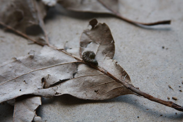 Worm Friend No Edit