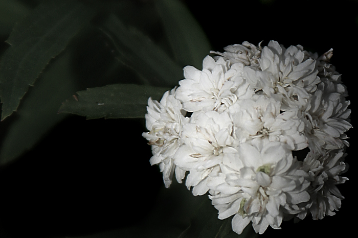 Bridal Wreath Edited