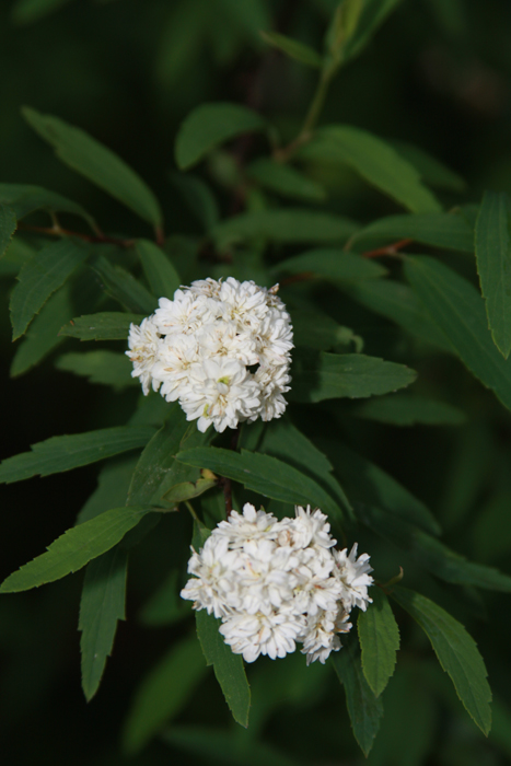 Bridal Wreath No Edit