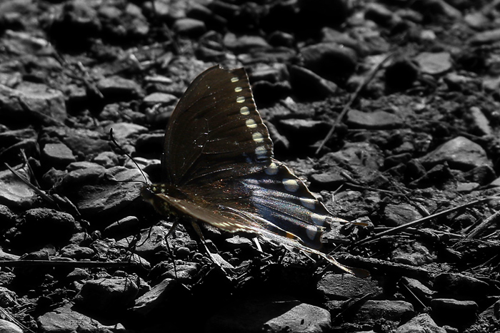Butterfly Lamentation