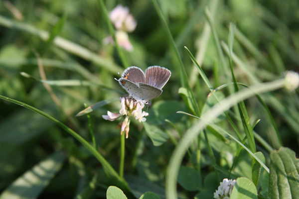 Flutterbyes 2 No Edit