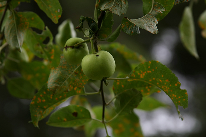 Sad little apples on tree