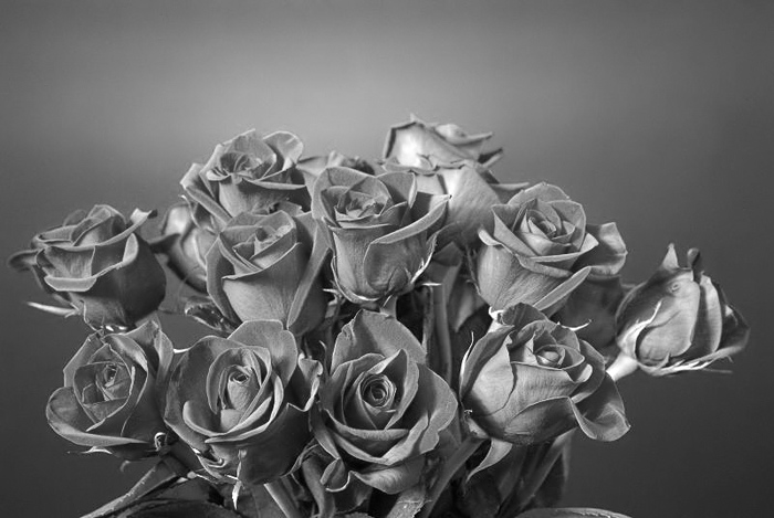 rossbilly-roses-bnw.jpg