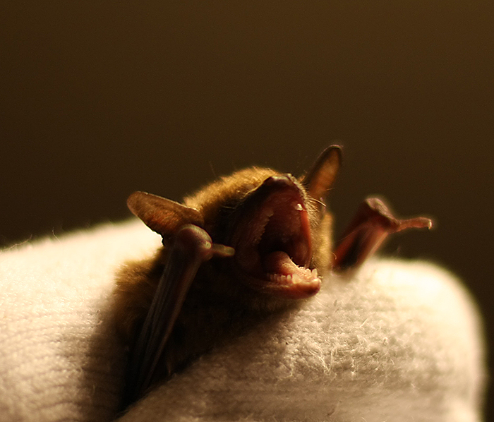 Ding Dong the Bats are Back!